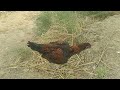 11 July 2024دیسی اصیل مرغی کے بچے aseel murga tiktok video aseel murgha chiks aseel hen aseel murga