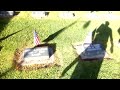 Liberty Veterans Cemetery Flag Placement-High def, Fresno, California 11 10 2011.mp4