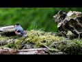 Bullfinch Siskin