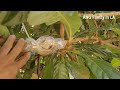 Loquat Tree Blooming Season | Loquat Tree Flower Buds | Loquat Tree Produces Flower Buds in August