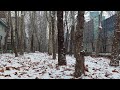 Lightly snowy day, birdsong, ambient music, white noise asmr