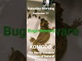 KOMODO @ Bugfest September 17, 2022