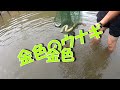 【驚愕】たった20分でウナギ○○匹捕獲！？How to catch Japanese eels？