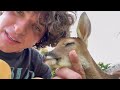Why I Ate this Baby Deer (apology video)