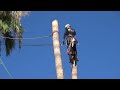 Palm Tree Removal in Maniar Backyard