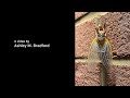 Raccoon Feasting on Brood X Cicadas