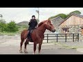 Riding the Suffolk Horse in England