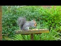 Cat TV for Cats 😸 Birdtable Birds & Squirrels 🕊️🐿️ Bird Videos to Watch