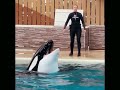 Killer Whales Orcas showing The Orca’s finale segment