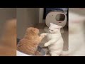 😂 Funniest Cats 🐶 New Funny Animals 2024 ❤️