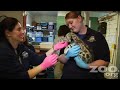 Zoo Medicine Behind the Scenes: Snow Leopard Cubs