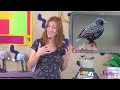 Let's Go Bird Watching! | SciShow Kids Compilation