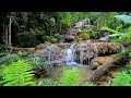 relaxing waterfall cascade,birds singing,White noise for sleeping,relaxation | Melody of nature