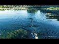 CAN YOU LAND A DRONE ON A GATORS NOSE??