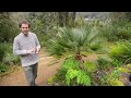 PALMS | Rare, Fast growing & Hardy species