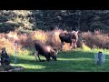 Alaska Momma moose and baby moose Attack?