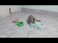 You Laugh You Lose😹Funniest Dogs and Cats 2024😻🐶