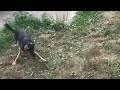 GSD vs Hose