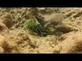 Loggerhead Turtle Encounter Green Bay Cyprus