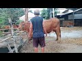 Pedet Super Limusin dan Pedet Brahman #sapi #cows #cow #videos #video #sapilucu #pedetsuper #lucu