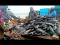 😱👀 Unbelievable fish cutting Skill , You never seen before 😱😱😱 Amazing fish vlogs , Attractive 🧲