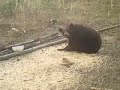 Bear on the property