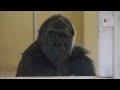 Gorilla Girl Slams Her Grandma To Protect A Silverback | The Shabani Family