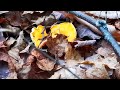 chanterelle mushroom