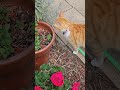 CUTE CAT SAFFRON GIVES ME A LIZARD FOR A PRESENT! 🦖 #funnycats ##cutecat ##catlover #gingercat