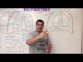 Respiratory | Mechanics of Breathing: Expiration | Part 3