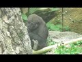 東京、上野動物園(スモモちゃんを、優しくお庭の隅で、見守るママ)ママのモモコさんは、５頭を育てた、ベテラン、ママです。スモモちゃ～ん。お手々に持って、食べている物はな～に？