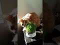 Bella the Cat Loves her new Plant