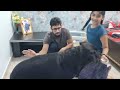 Jerry is missing bhaiya|| emotional dog video|| dog missing his owner||