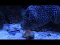 Huge Puffer Fish eating