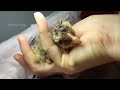 Relaxing Journey: Become a Mother in Just 7 Days - Sun the Chick Hatches at Dawn (Part 1)