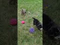 Cute Puppy Video Amber Mini Bernedoodle Puppy woodlotcompanions