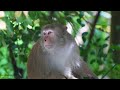 The Most Colorful Primates: Red-Shanked Douc | Son Tra Mountain, Da Nang, Vietnam 🇻🇳 | 4K Tour