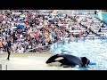 SeaWorld Orlando FL| ORCA Encounter Killer Whale Presentation |