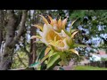 🌵💮My Unknown Dragonfruit Flower💮🌵