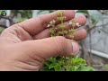 How to Grow and Care of Tulsi / Basil Plant #tulsi #tulsicare #basil  | Green Spoon Garden