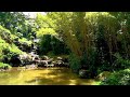 Lovely nature sounds | relaxing mountain stream,birds singing, relax,sleep,stress relief ASMR