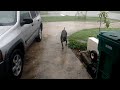 Fetch during hurricane Irma, my crazy dog Kolya.