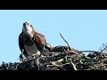 Visarend ,Osprey (Long version)