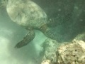 Hanauma Bay Turtle. Oahu.