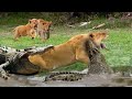 Crocodile takes lion's face off