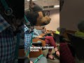 This dog attends college classes 😂