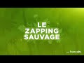 Le meilleur sniper du monde animal (poisson archer) - ZAPPING SAUVAGE