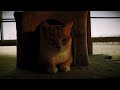 welcome to my cats’ lives (short film)