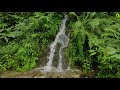 Calming Sound of Waterfall in Deep Forest | Relaxing White Noise Water Sounds for Sleep, Relaxation