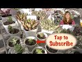 How to Customize Your Succulent and Cactus Soil (Succulents Differ)